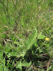 Berkheya setifera