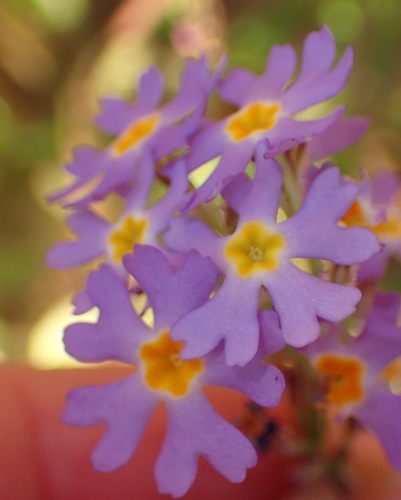 Starbone Fingerphlox (Manulea silenoides)