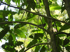 Phylloscopus grammiceps grammiceps