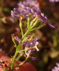 Manulea silenoides