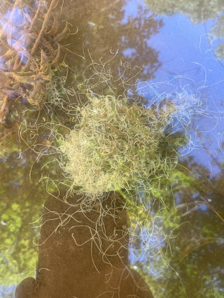 Horsehair Worms in September 2021 by Andy er · iNaturalist