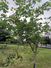 Bauhinia × blakeana