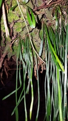 Vittaria isoetifolia