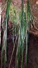 Vittaria isoetifolia