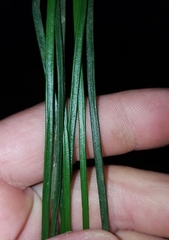 Vittaria isoetifolia