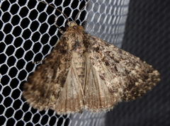 Condica aroana