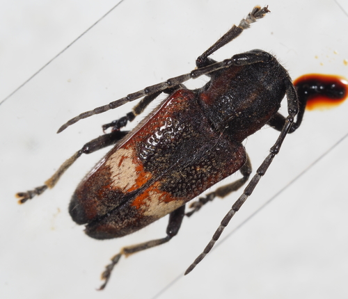 Glenea apicalis