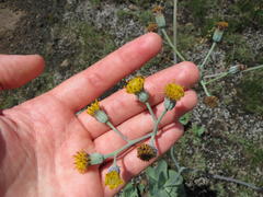Senecio rhomboideus
