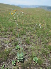 Senecio rhomboideus