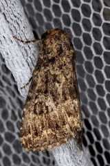 Condica aroana