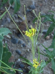 Sisymbrium orientale
