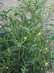 Sisymbrium orientale