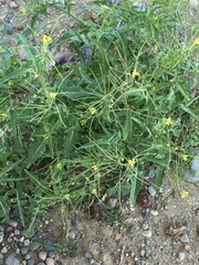 Sisymbrium orientale