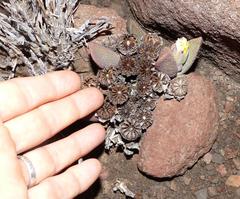 Pleiospilos compactus canus