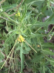 Sisymbrium orientale