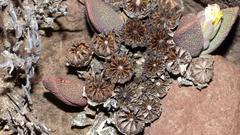 Pleiospilos compactus canus