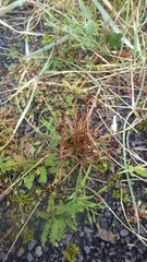 Luzula multiflora frigida