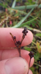 Luzula multiflora frigida