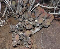 Pleiospilos compactus canus