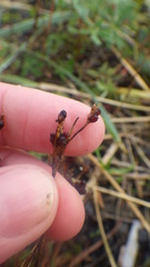 Luzula multiflora frigida