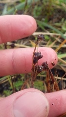 Luzula multiflora frigida