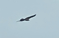 Aquila audax