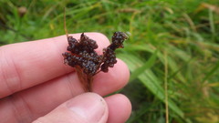 Luzula multiflora frigida