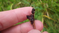 Luzula multiflora frigida