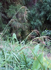 Carex boryana