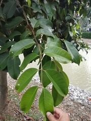 Syzygium grande