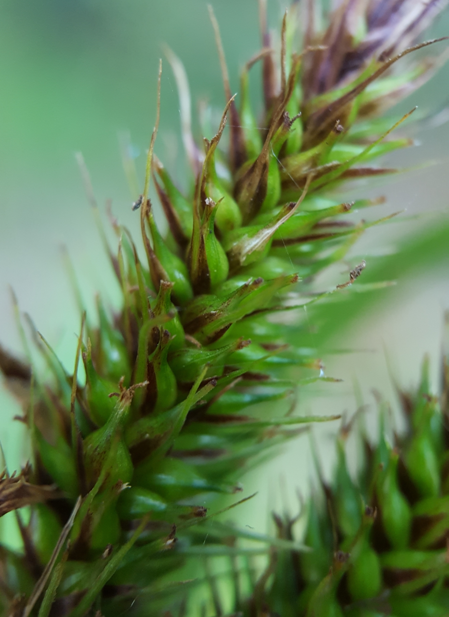 (c) François Rousseu, certains droits réservés (CC BY-NC) https://www.inaturalist.org/observations/96778690