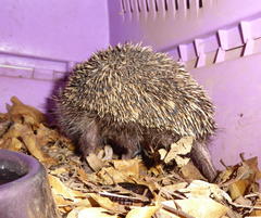 Atelerix frontalis frontalis