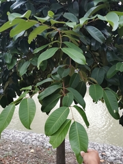 Syzygium grande