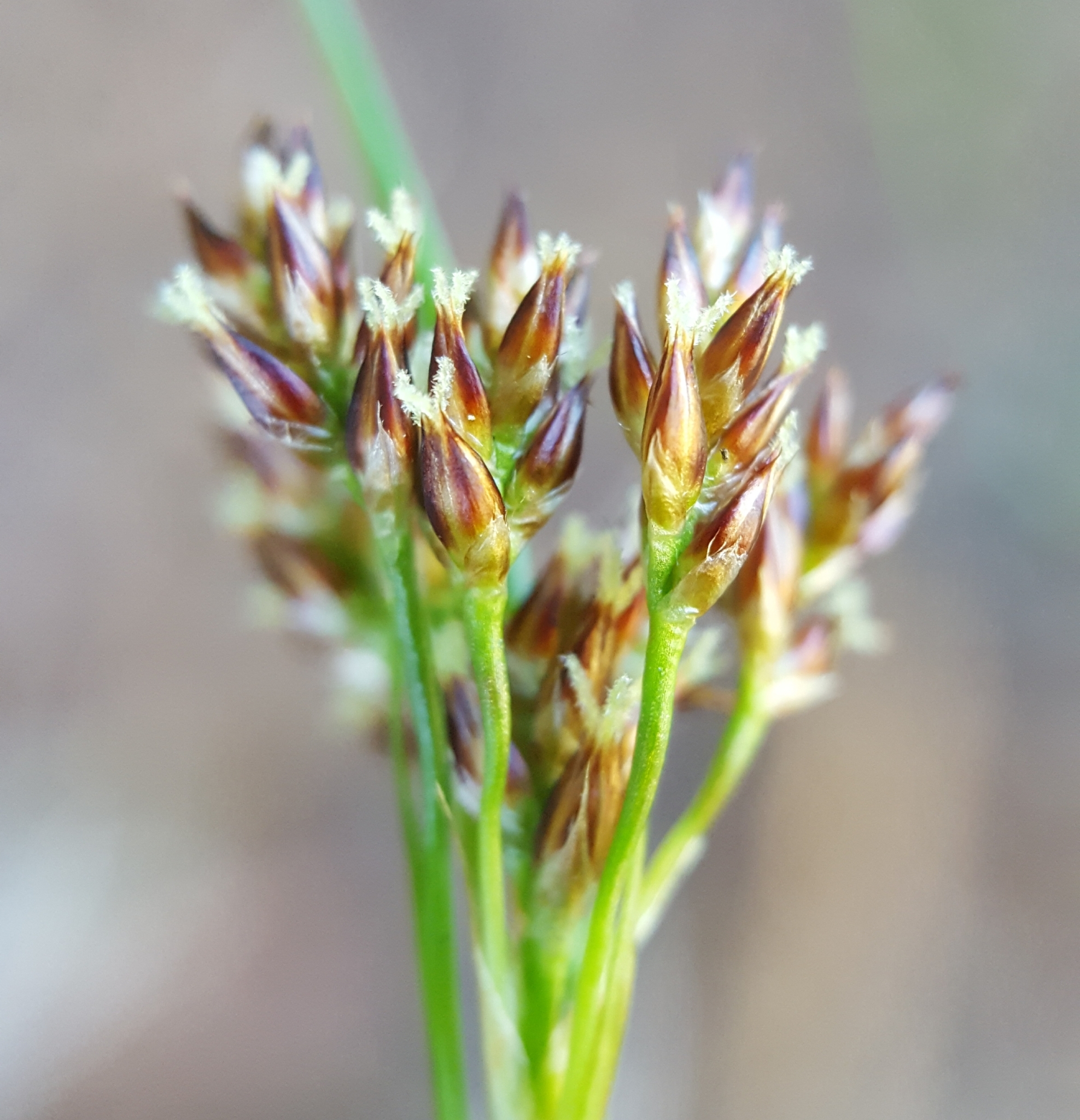 (c) François Rousseu, certains droits réservés (CC BY-NC) https://www.inaturalist.org/observations/96778745