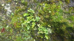 Polypodium vulgare vulgare