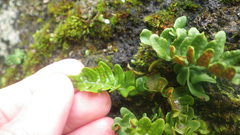 Polypodium vulgare vulgare