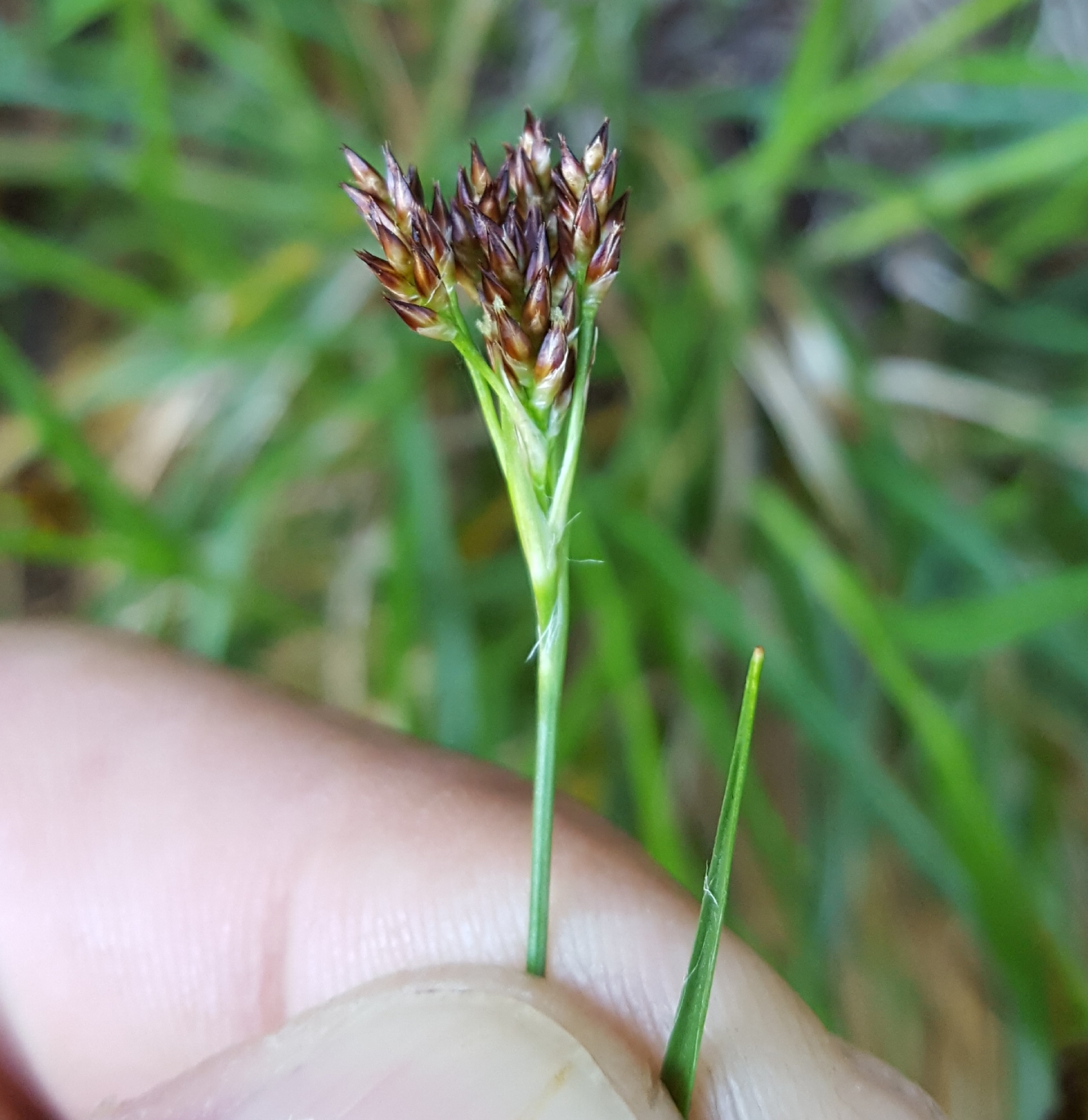 (c) François Rousseu, certains droits réservés (CC BY-NC) https://www.inaturalist.org/observations/96778745