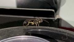 Sceliphron madraspatanum