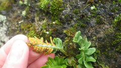 Polypodium vulgare vulgare