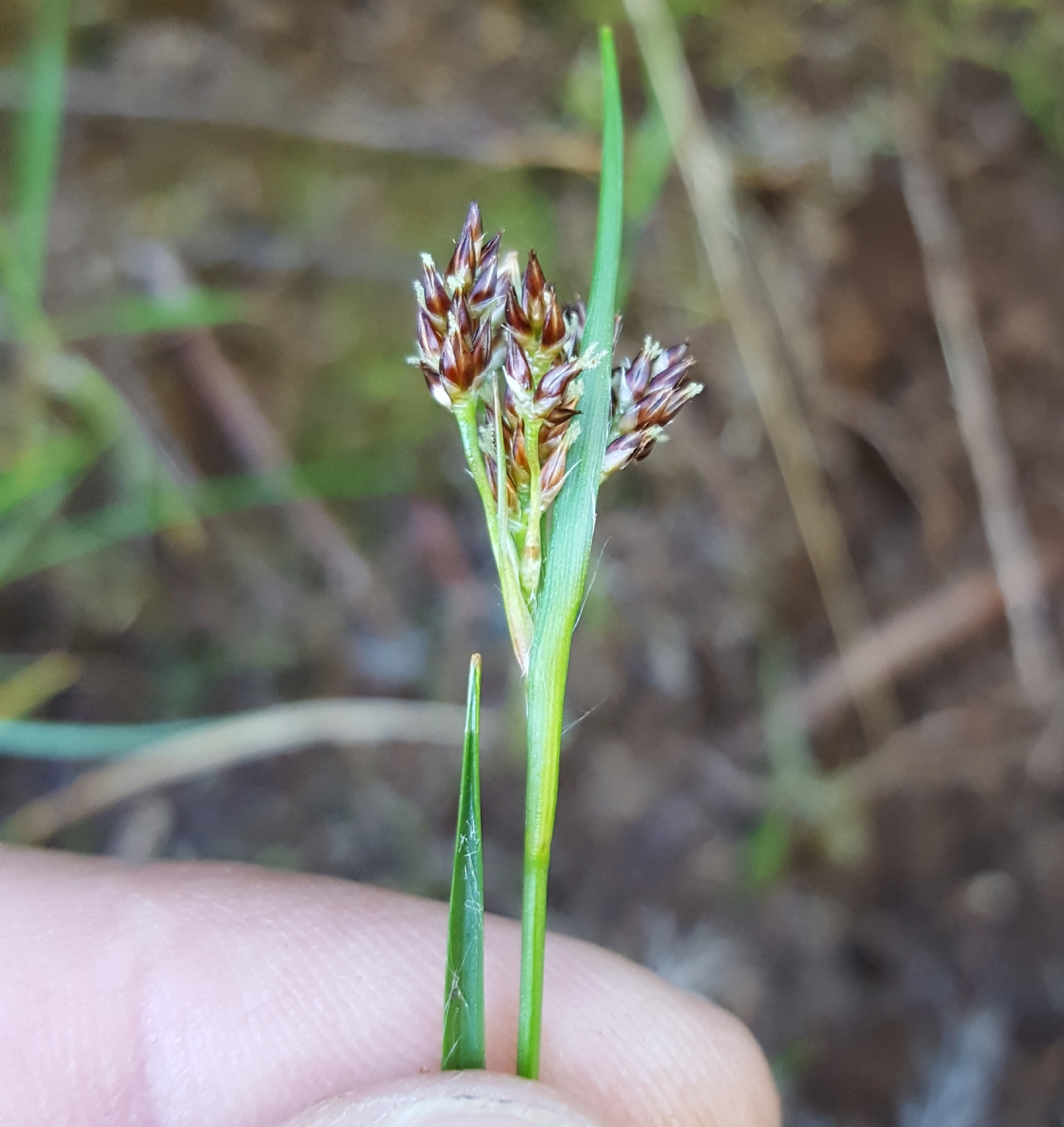 (c) François Rousseu, certains droits réservés (CC BY-NC) https://www.inaturalist.org/observations/96778745