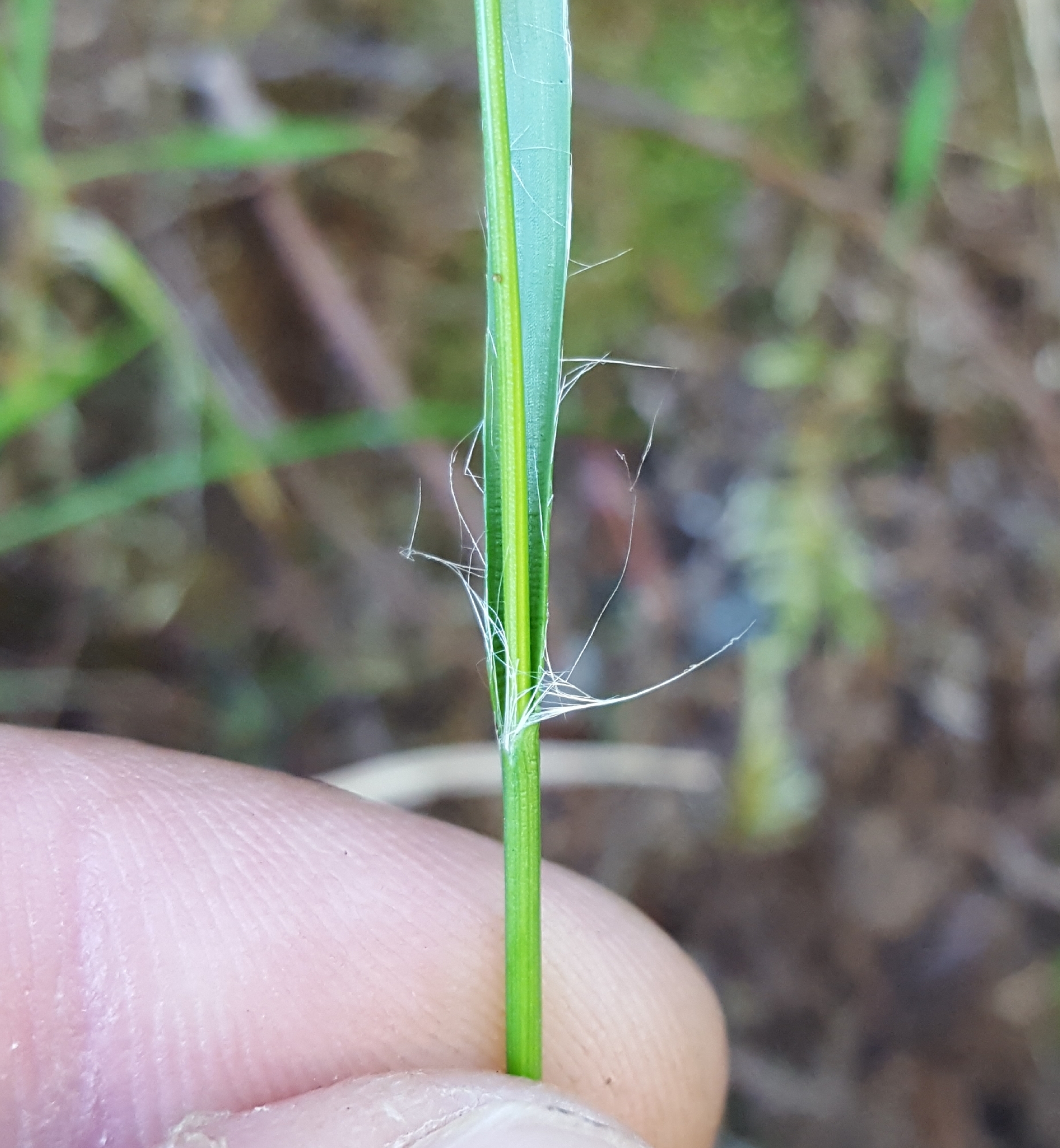 (c) François Rousseu, certains droits réservés (CC BY-NC) https://www.inaturalist.org/observations/96778745