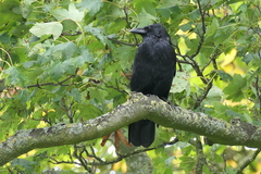 Corvus corone