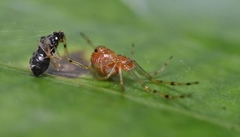 Theridion zonulatum