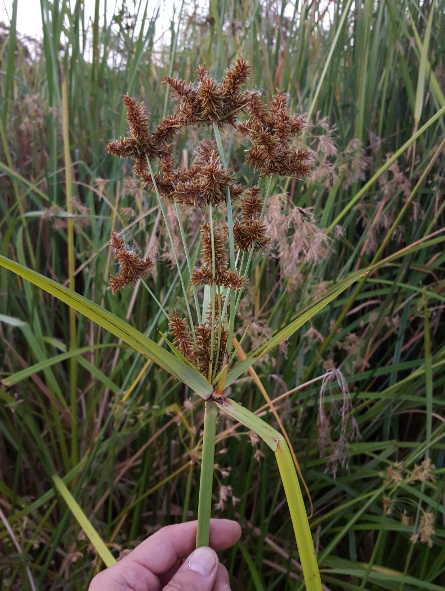 (c) François Rousseu, certains droits réservés (CC BY-NC) https://www.inaturalist.org/observations/96778846