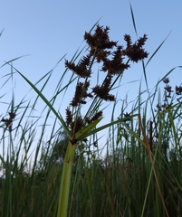 Cyperus dives
