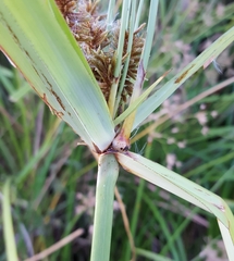 Cyperus dives