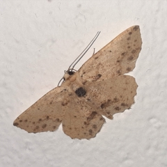 Isochromodes bellona