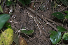 Limnonectes blythii