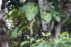 Anthurium curvispadix