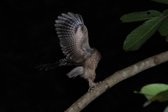 Otus lempiji